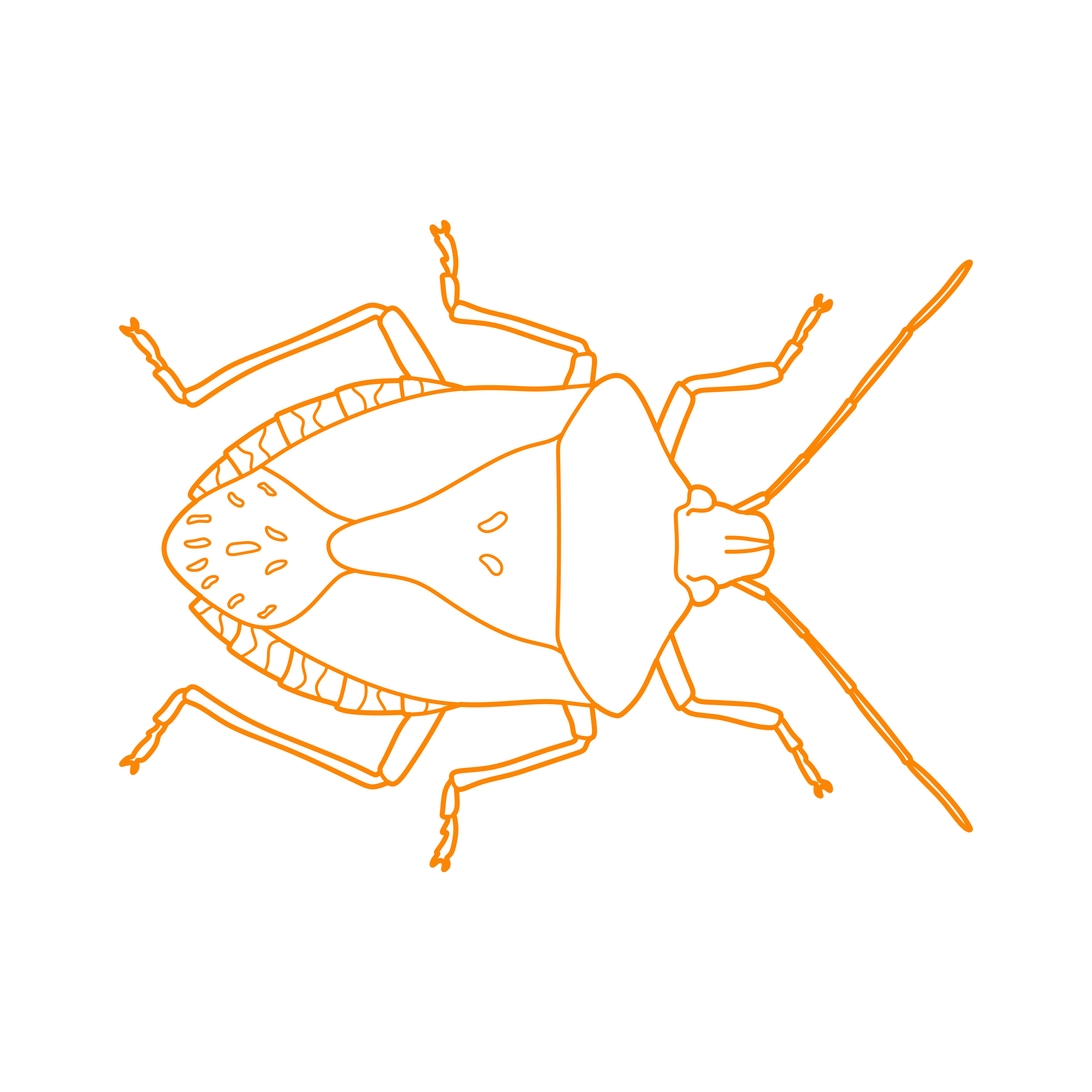 Animals Insects Brown Marmorated Stink Bug Svg Line Art Free Vectors